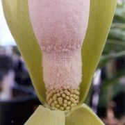 Image of Amorphophallus tonkinensis  Engl. & Gehrm..