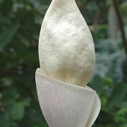 Image of Amorphophallus tuberculatus  Hett. & V.D. Nguyen.