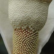 Image of Amorphophallus tuberculatus  Hett. & V.D. Nguyen.