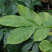 Image of Amorphophallus tuberculatus  Hett. & V.D. Nguyen.