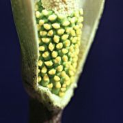 Image of Amorphophallus variabilis  Bl..