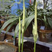 Image of Amorphophallus variabilis  Bl..