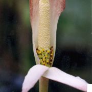 Image of Amorphophallus variabilis  Bl..