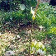 Image of Amorphophallus variabilis  Bl..