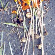 Image of Amorphophallus variabilis  Bl..