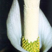 Image of Amorphophallus variabilis  Bl..