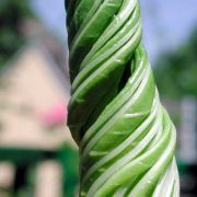 Image of Amorphophallus variabilis  Bl..