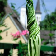 Image of Amorphophallus variabilis  Bl..