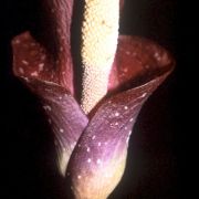 Image of Amorphophallus venustus  Hett., A. Hay & J. Mood.