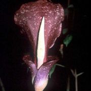 Image of Amorphophallus venustus  Hett., A. Hay & J. Mood.