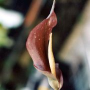 Image of Amorphophallus venustus  Hett., A. Hay & J. Mood.