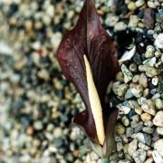 Image of Amorphophallus venustus  Hett., A. Hay & J. Mood.