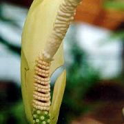 Image of Amorphophallus verticillatus  Hett..