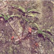 Image of Amorphophallus verticillatus  Hett..