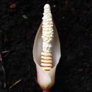 Image of Amorphophallus verticillatus  Hett..