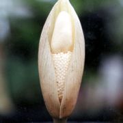 Image of Amorphophallus yuloensis  H. Li.