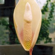 Image of Amorphophallus yuloensis  H. Li.