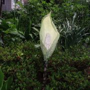 Image of Amorphophallus yunnanensis  Engl..