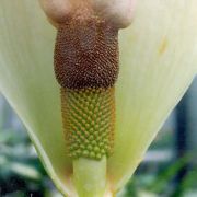 Image of Amorphophallus yunnanensis  Engl..