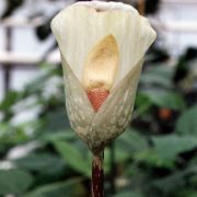 Image of Amorphophallus yunnanensis  Engl..