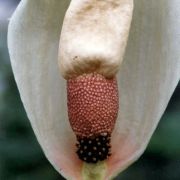 Image of Amorphophallus yunnanensis  Engl..