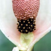 Image of Amorphophallus yunnanensis  Engl..