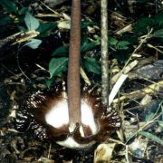 Image of Amorphophallus zenkeri  (Engl.) N.E. Br..