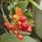 Image of Anadendrum microstachys  (De Vries & Miq.) Backer & Alderw..