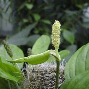 Image of Anadendrum sp803465  .