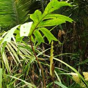 Image of Anaphyllopsis americana  (Engl.) A. Hay.