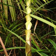 Image of Anaphyllopsis americana  (Engl.) A. Hay.