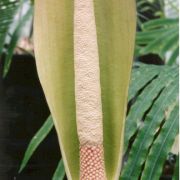 Image of Anchomanes difformis var. welwitschii (Bl.) Engl..