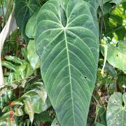 Image of Anthurium angamarcanum  Sodiro.