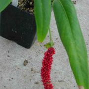 Image of Anthurium bakeri  Hook f..