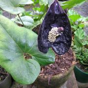Image of Anthurium caramantae  Engl..