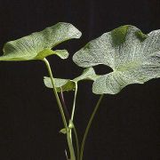 Image of Anthurium corrugatum  Sodiro.