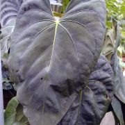 Image of Anthurium dressleri  Croat.