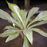 Image of Anthurium ernestii  Engl..