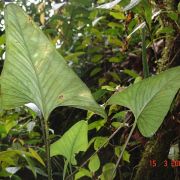 Image of Anthurium lancea   Sodiro.