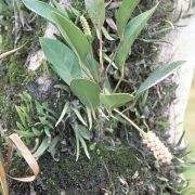 Image of Anthurium obtusum  (Engl.) Grayum.