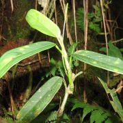 Image of Anthurium pulchellum  Engl..