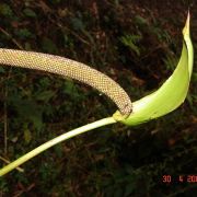 Image of Anthurium scabrinerve  Sodiro.