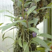 Image of Anthurium scandens  ssp. pusillum Sheffler.