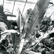 Image of Anthurium sparreorum  Croat.