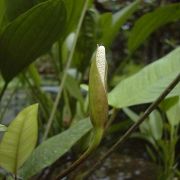 Image of Anubias gilletii  De Wild. & T. Durand.