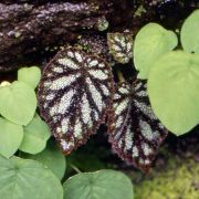 Image of Ariopsis protanthera  N.E. Br..