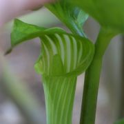 Image of Arisaema amurense  Maxim.