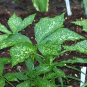 Image of Arisaema amurense  Maxim.