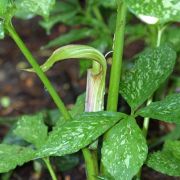 Image of Arisaema amurense  Maxim.