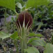 Image of Arisaema amurense  Maxim.